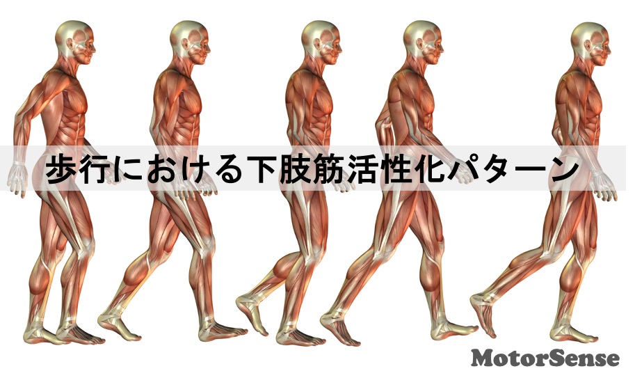 歩行における下肢筋活性化パターン