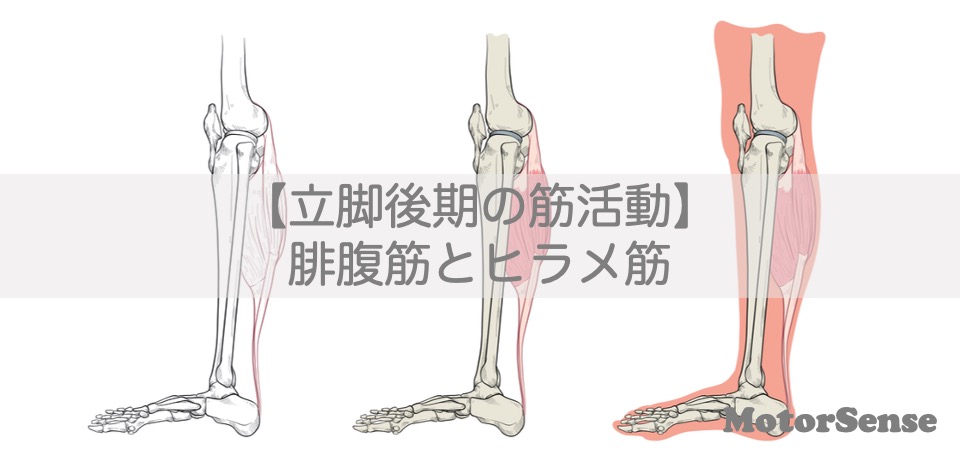 【立脚後期の筋活動】 腓腹筋とヒラメ筋